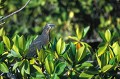 Héron des laves (Burorides sundevalli) - île de Santa Cruz (caleta Tortuga Negra) Galapagos Ref:36853
